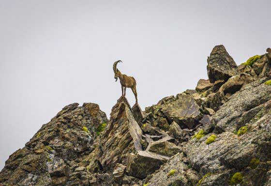 Ibex (c) Dietmar Denger